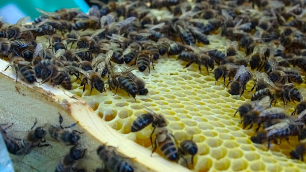 Veganské alternativy včelího vosku: Ekologie a zdraví